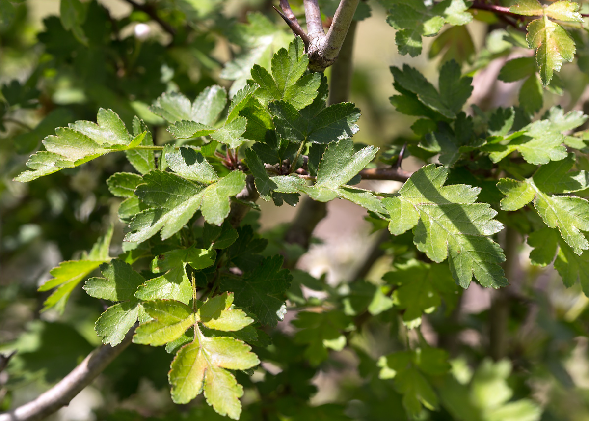 Изображение особи Crataegus microphylla.