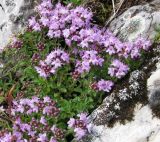 Thymus punctulosus. Цветущее растение на известняковой скале. Средний Урал, Свердловская обл., городской округ Первоуральск, окр. с. Слобода, правый берег р. Чусовая. 15.07.2017.