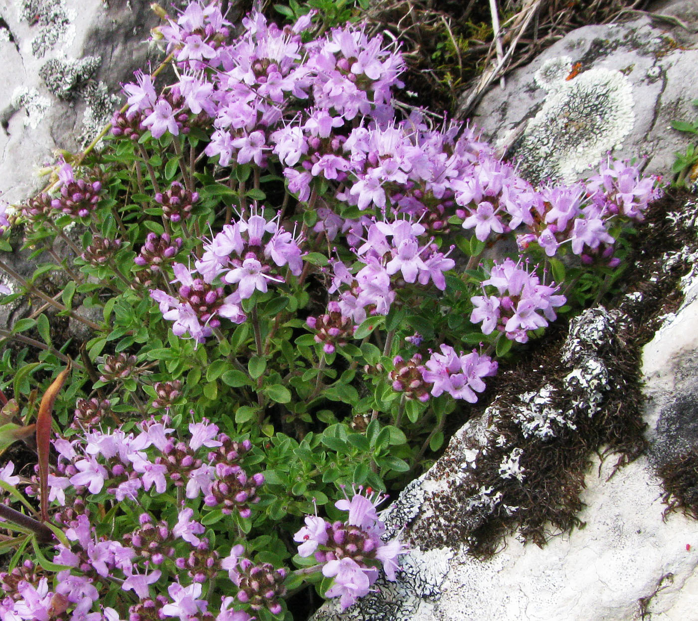 Image of Thymus punctulosus specimen.