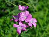 Linum hypericifolium. Цветки. Адыгея, Фишт-Оштеновский массив, гора Оштен, ≈ 2200 м н.у.м., субальпийский луг. 06.07.2017.