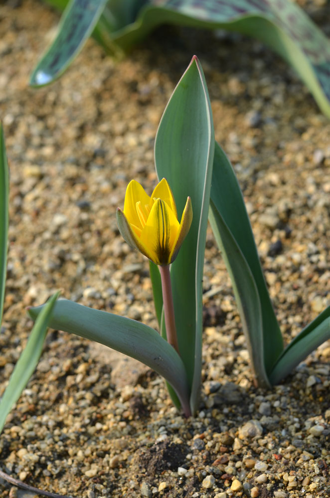 Image of Tulipa dasystemon specimen.
