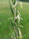 Elytrigia repens. Часть соцветия. Архангельская обл., Вельский р-н, пос. Усть-Шоноша, обочина дороги. 07.07.2011.