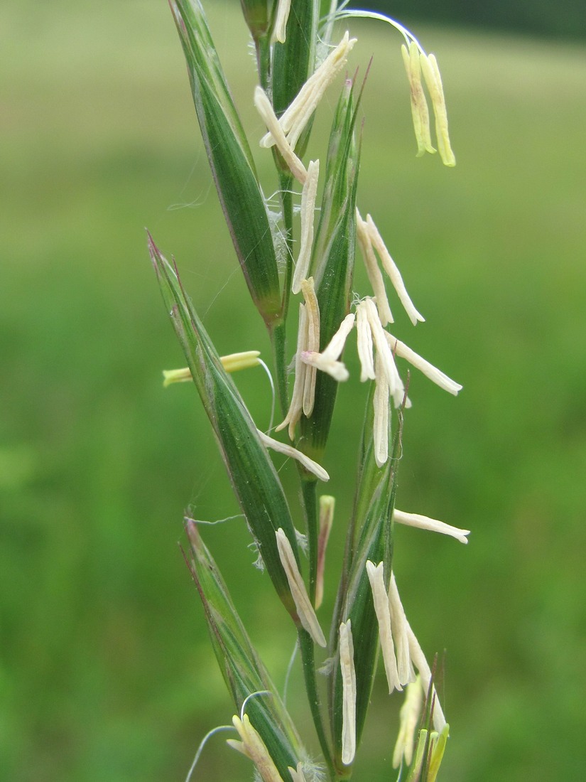 Image of Elytrigia repens specimen.