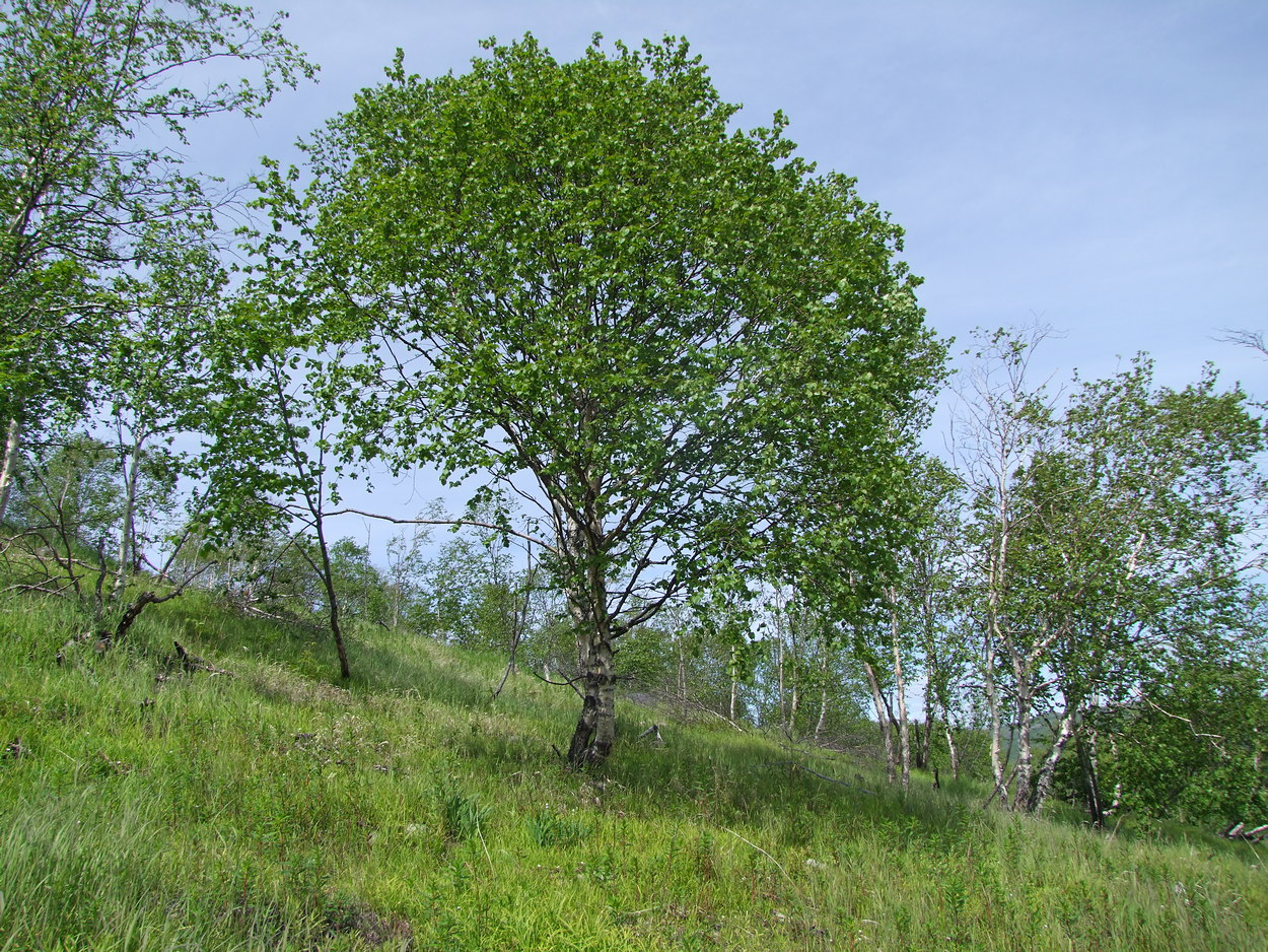 Изображение особи Betula lanata.