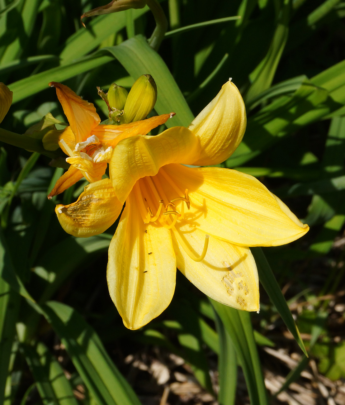 Изображение особи Hemerocallis middendorffii.