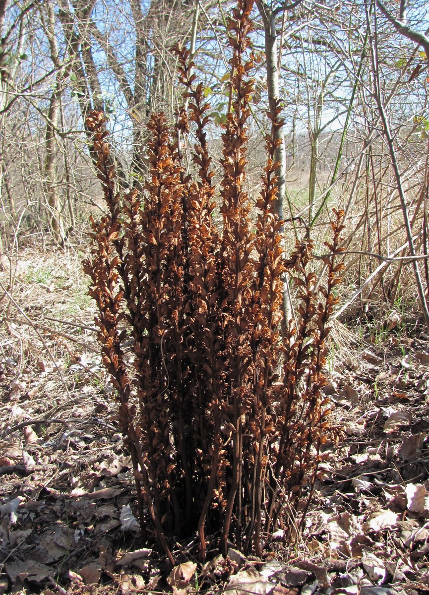 Изображение особи Orobanche laxissima.