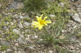 genus Tragopogon. Цветущее растение. Кабардино-Балкария, Эльбрусский р-н, склон г. Чегет, субальпийский луг. 19.08.2009.