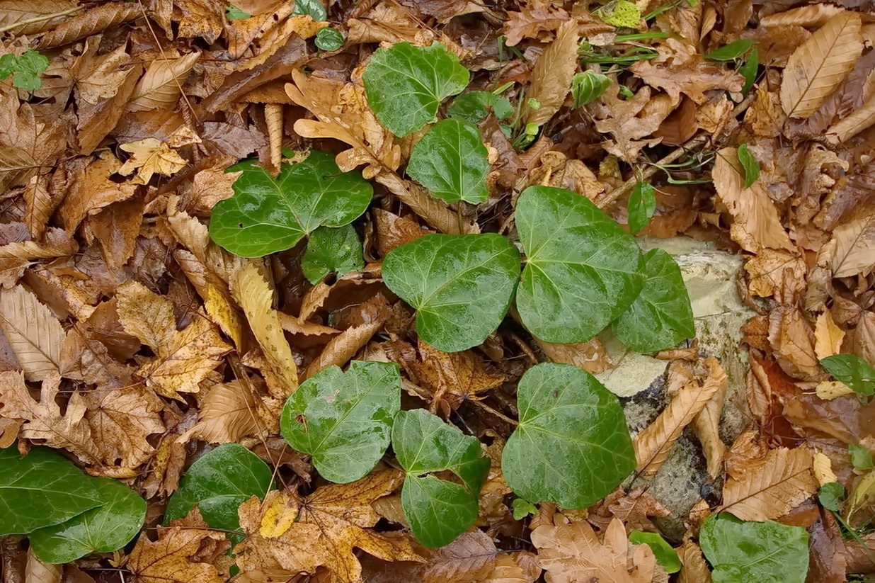 Image of Hedera colchica specimen.