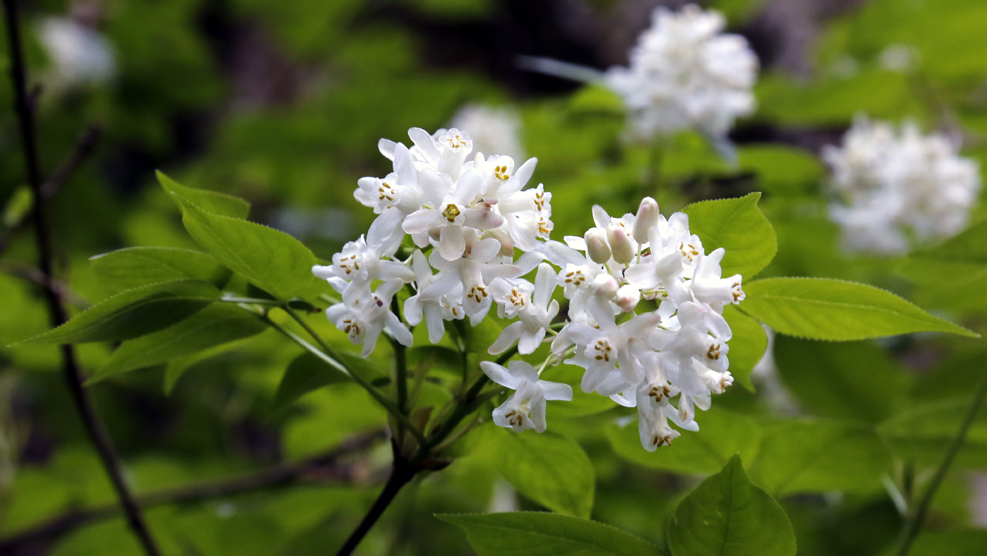 Изображение особи Staphylea colchica.