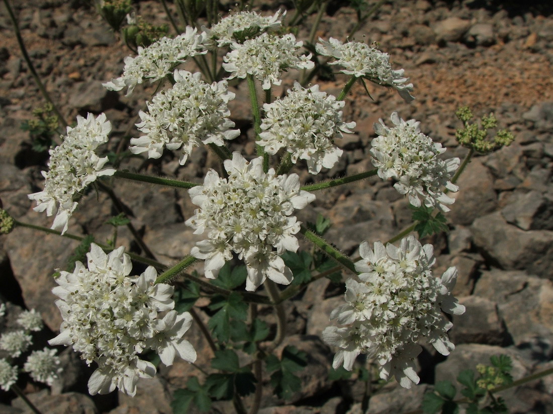 Image of Heracleum ligusticifolium specimen.