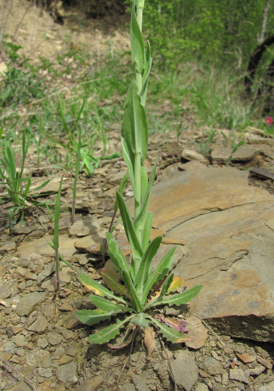 Image of Turritis glabra specimen.