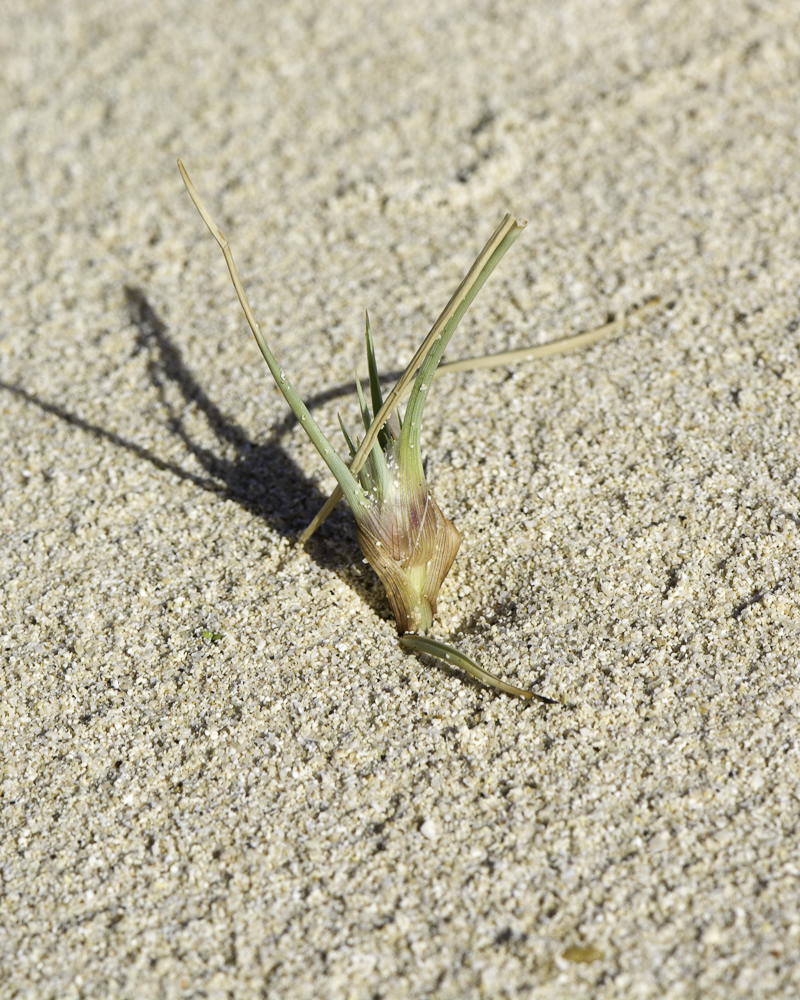 Image of Cyperus capitatus specimen.