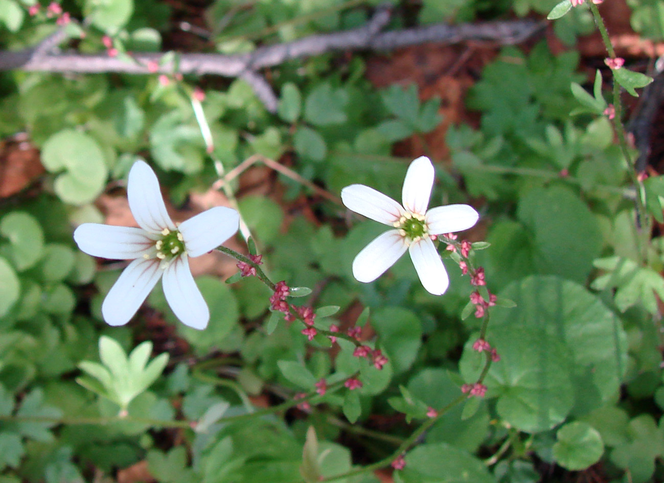 Image of Saxifraga cernua specimen.
