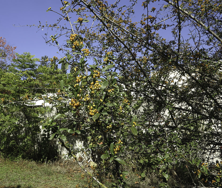 Изображение особи Pyracantha rogersiana.