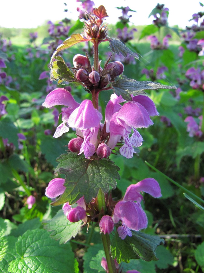 Image of Lamium maculatum specimen.