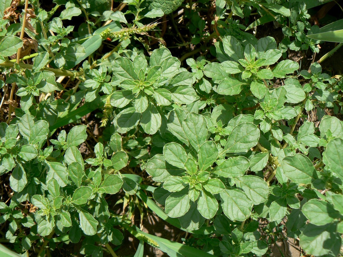 Image of Amaranthus blitoides specimen.