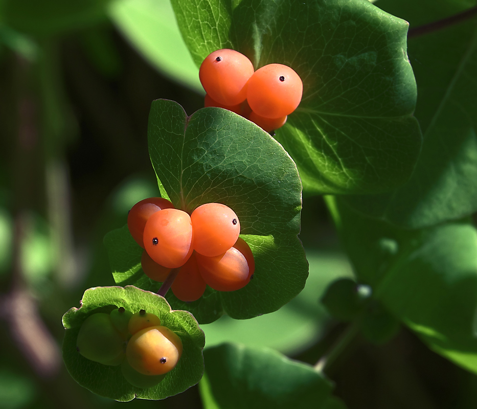 Image of Lonicera caprifolium specimen.