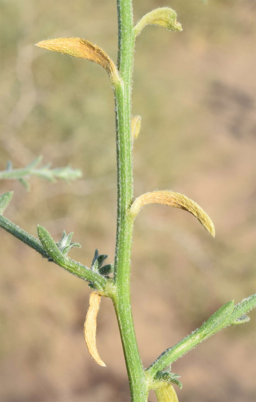 Изображение особи Corispermum lehmannianum.