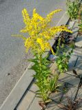 Solidago canadensis. Цветущее растение. Санкт-Петербург, Невский р-н, в трещине тротуара. 06.08.2018.