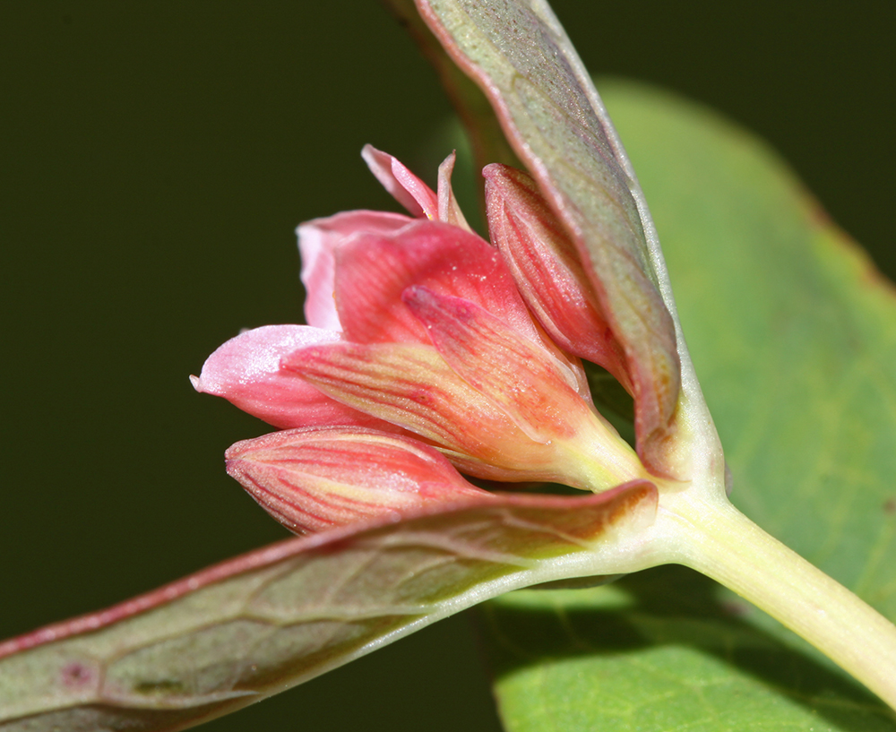 Image of Triadenum japonicum specimen.