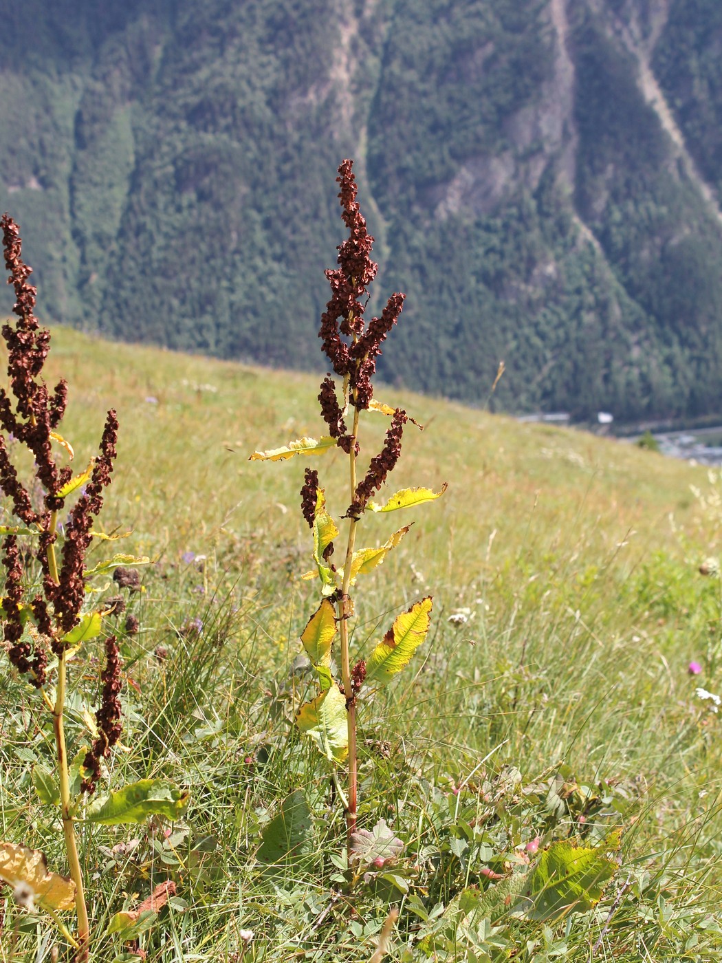 Image of Rumex longifolius specimen.