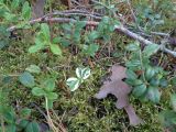 Vaccinium vitis-idaea. Вегетирующие растения (в центре - пестролистное). Тверская обл., Весьегонский р-н, окр. с. Спас-Реня, сосновый лес. 26 августа 2018 г.