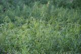 Arabis pendula. Плодоносящие растения. Кировская обл., г. Кирово-Чепецк, обочина дороги. 01.08.2018.