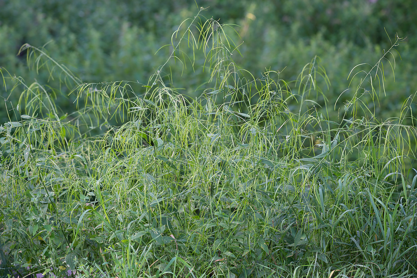 Изображение особи Arabis pendula.