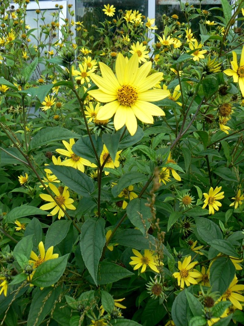 Image of Helianthus decapetalus specimen.