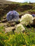 Allium caeruleum