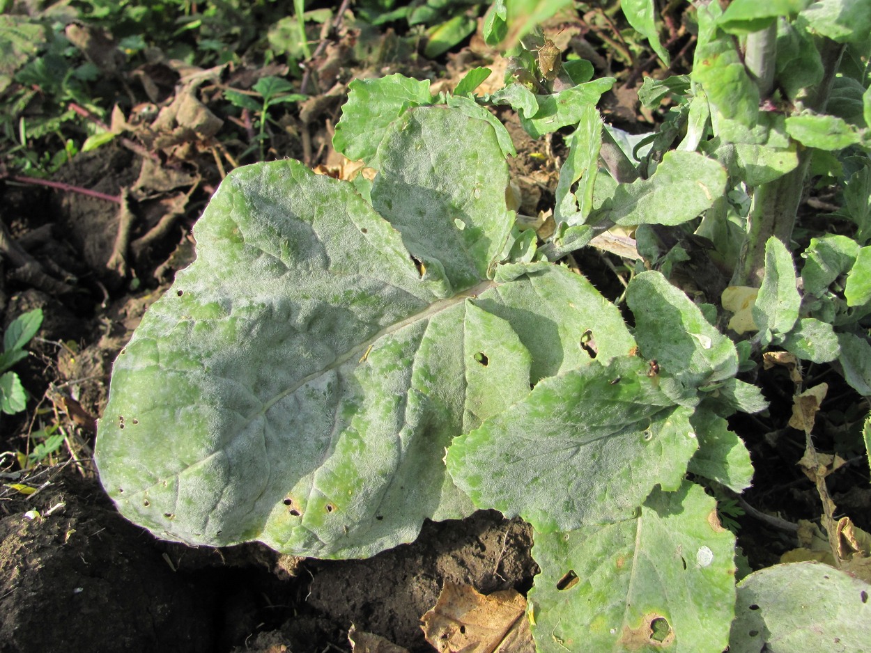 Image of Brassica campestris specimen.