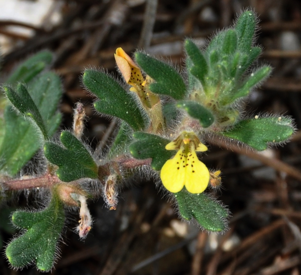 Image of Ajuga iva specimen.