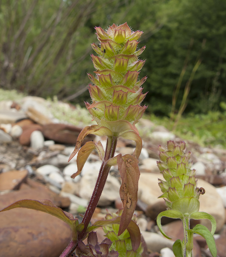Image of Prunella vulgaris specimen.