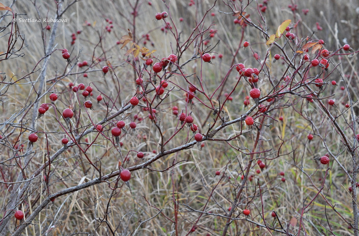 Image of Rosa cinnamomea specimen.