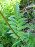 Valeriana wolgensis