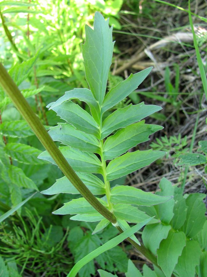 Image of Valeriana wolgensis specimen.