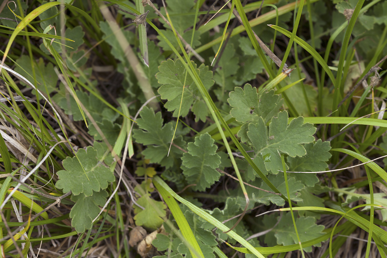 Изображение особи Coluria geoides.