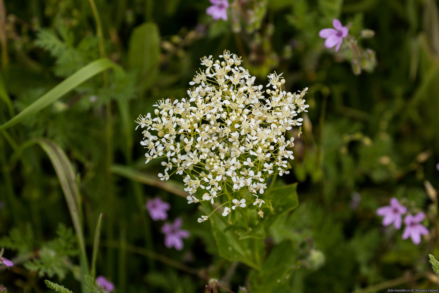 Image of Cardaria draba specimen.