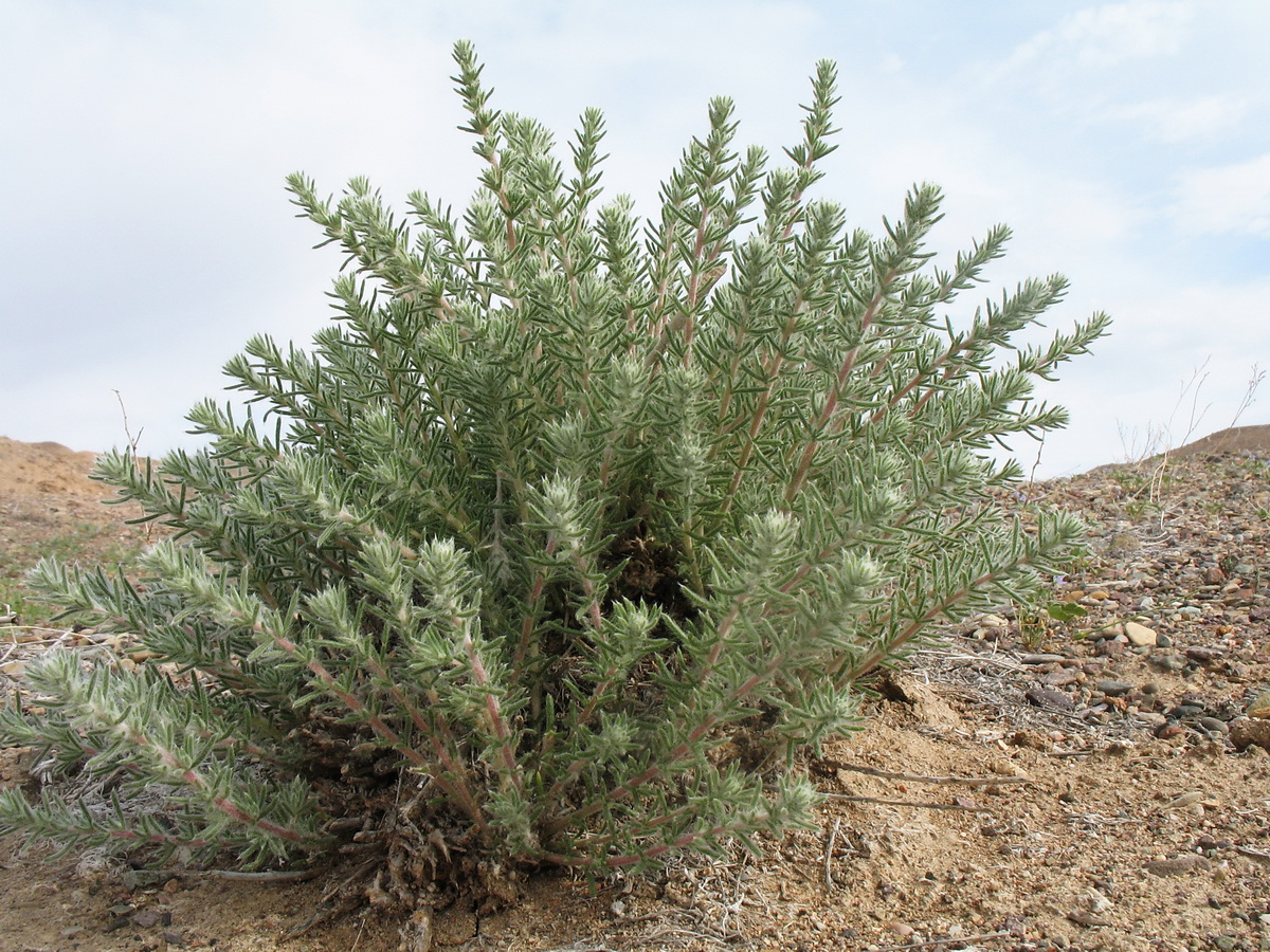 Image of Bassia prostrata specimen.