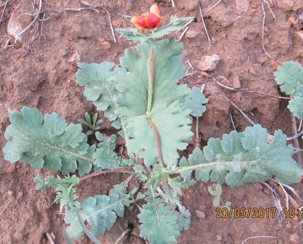 Изображение особи Glaucium corniculatum.