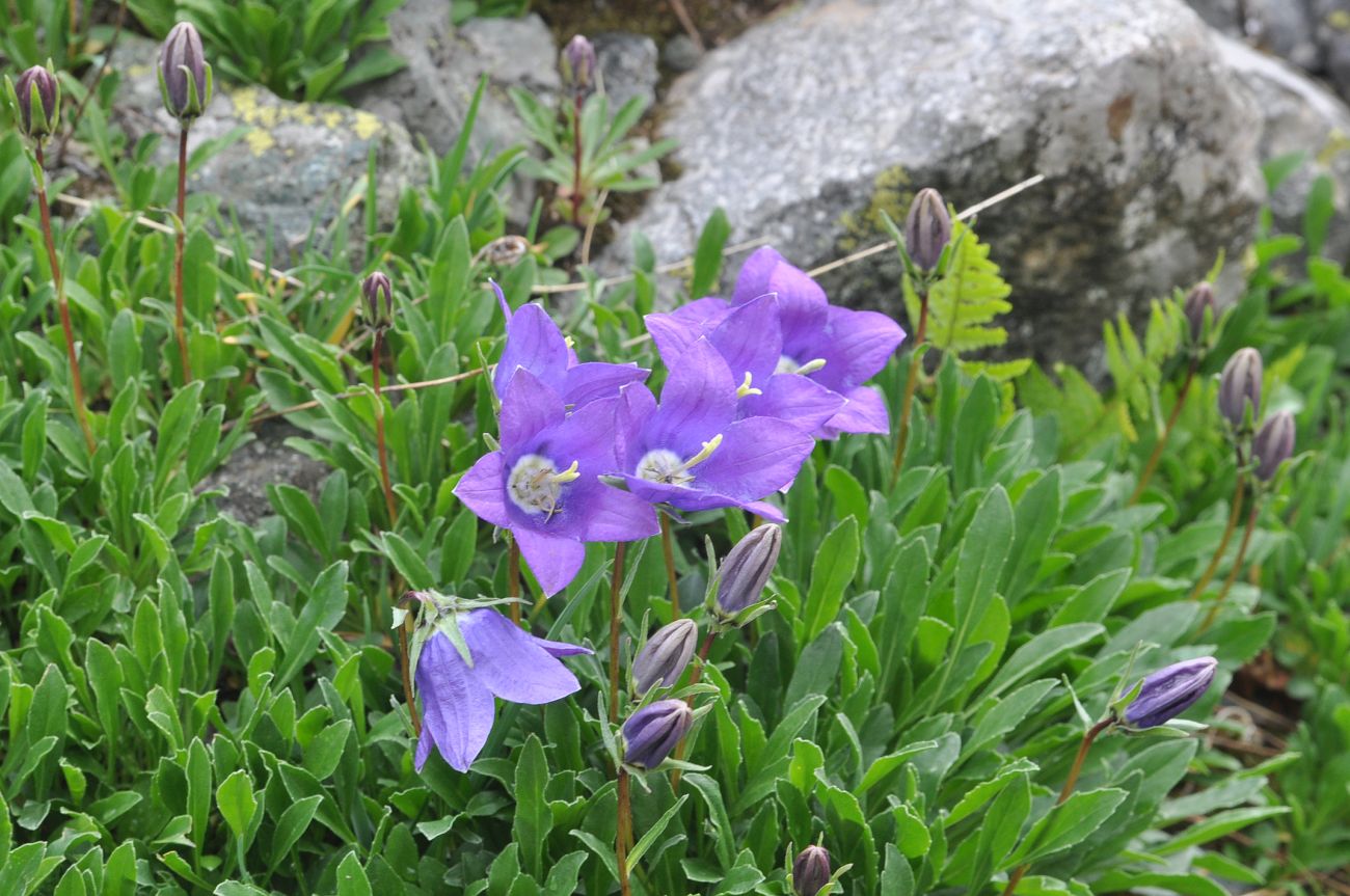 Изображение особи род Campanula.