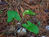 Arisarum vulgare. Цветущее растение. Турция, национальный парк Олимпос-Бейдаглары, мыс Гелидония, сосновый лес. 04.01.2019.
