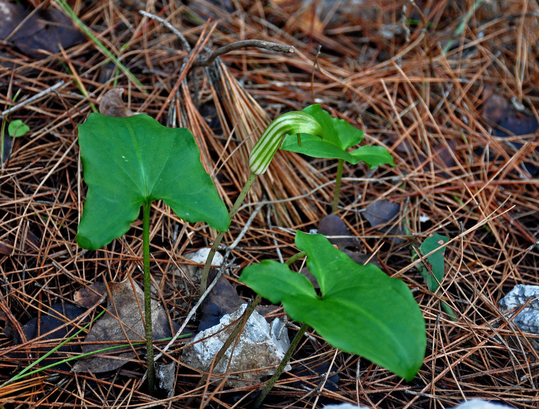 Изображение особи Arisarum vulgare.