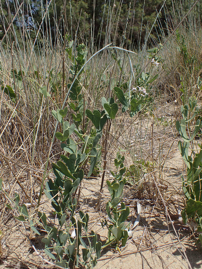 Image of Cynanchum acutum specimen.