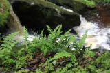 Polypodium vulgare