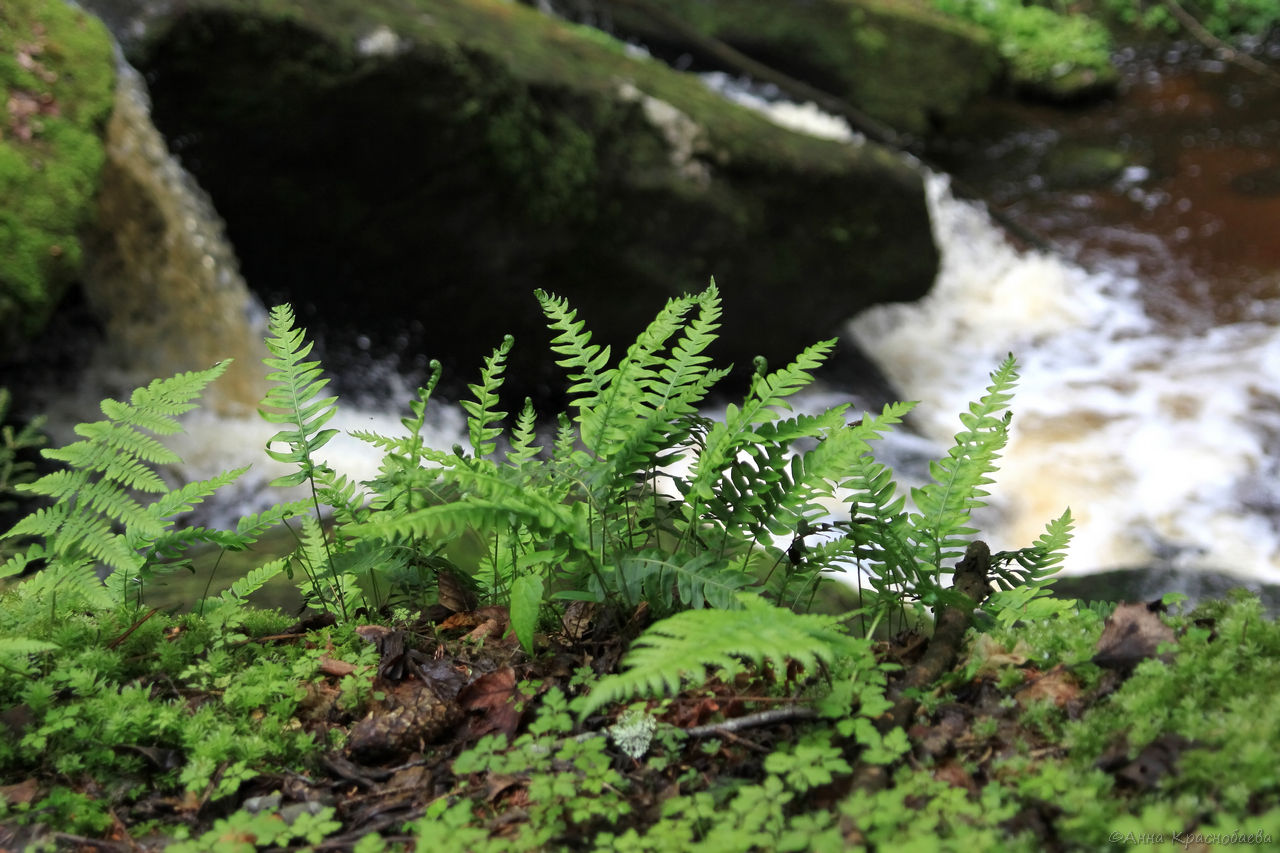 Изображение особи Polypodium vulgare.