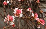 Viburnum farreri