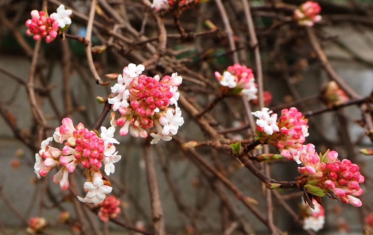 Image of Viburnum farreri specimen.