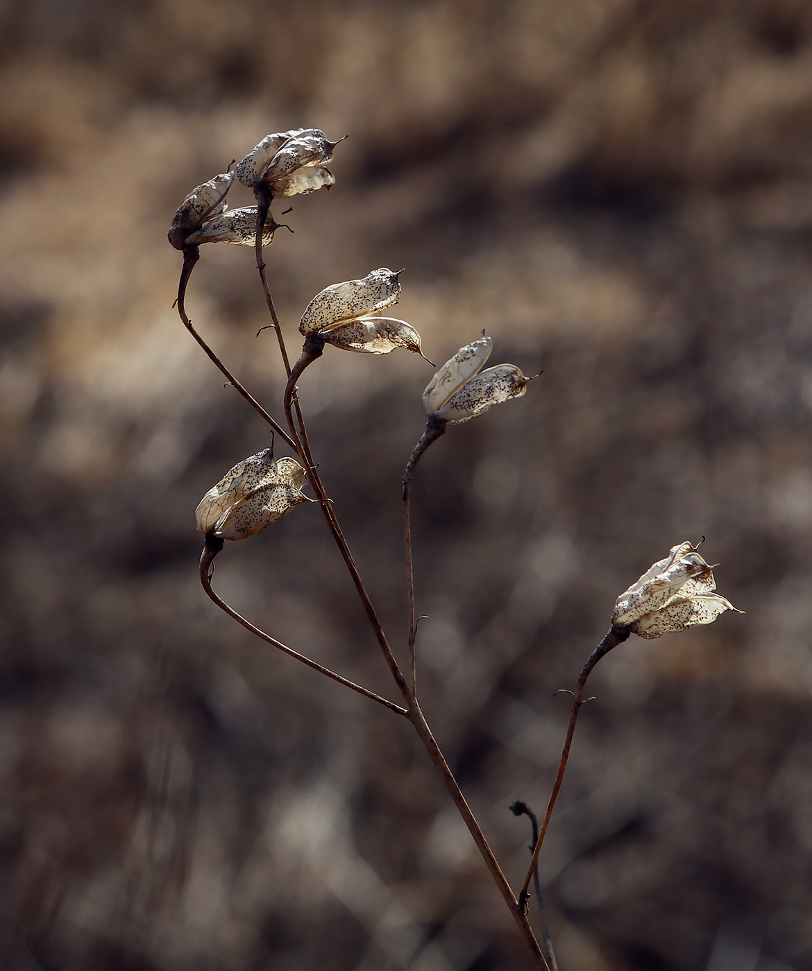 Image of Aconitum septentrionale specimen.