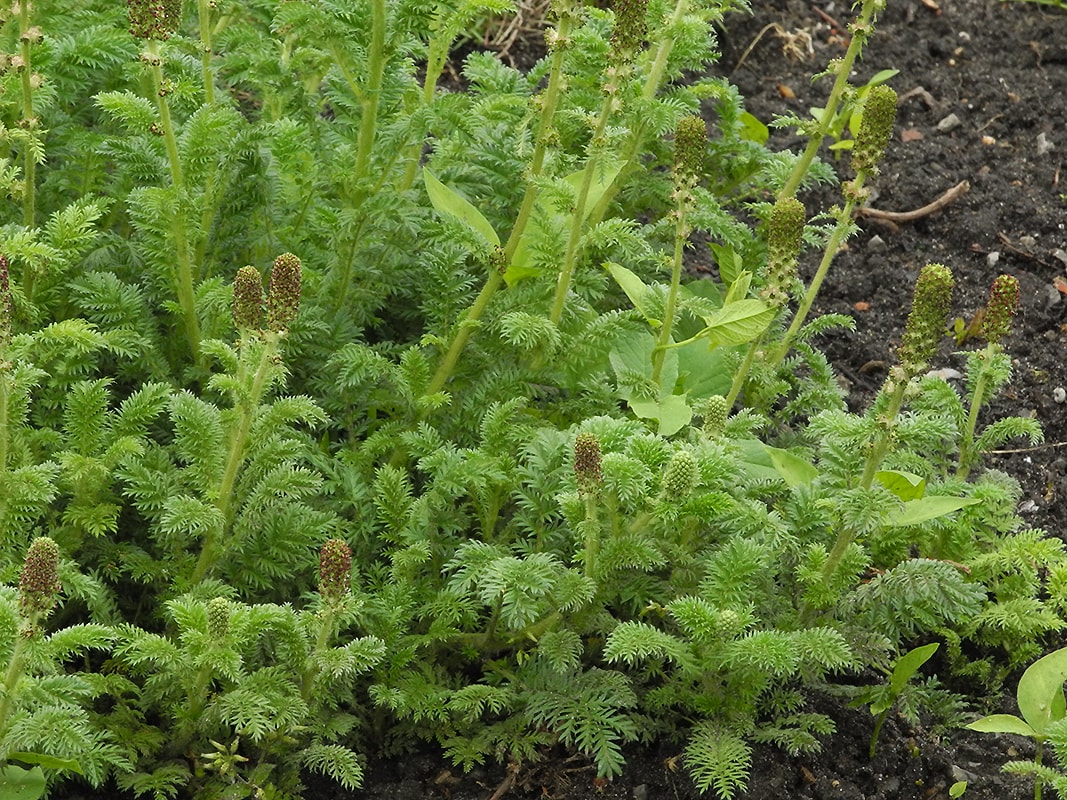 Image of Acaena pinnatifida specimen.